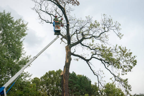 Tree Health Inspection